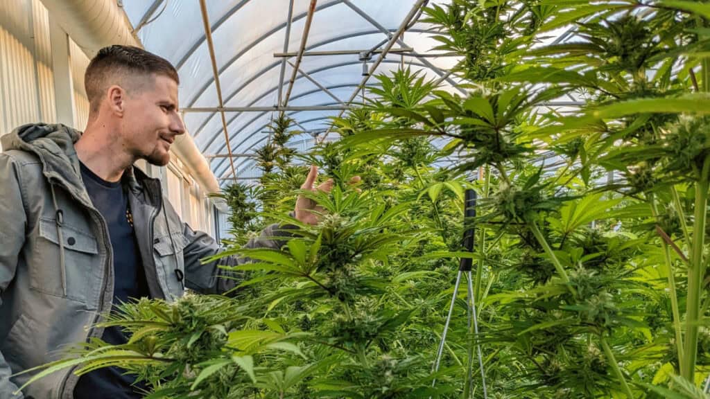 buy weed online in Malaysia