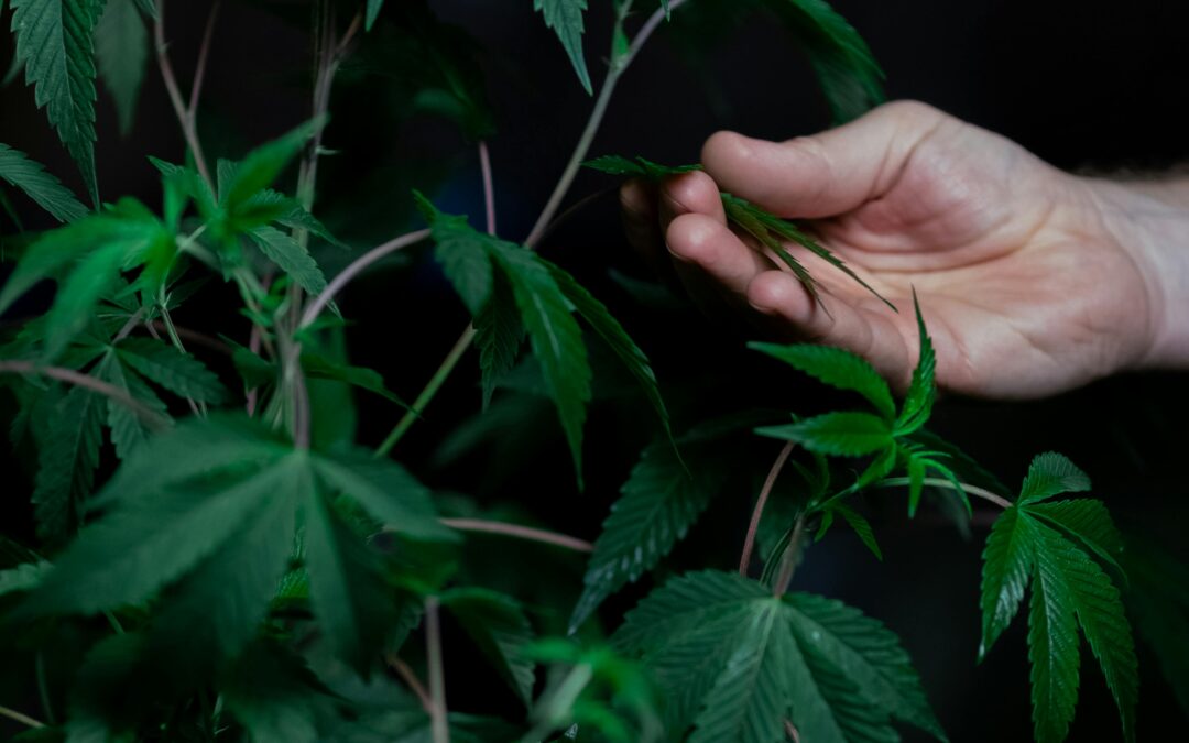 Where Can I Buy Medical Marijuana in Malaysia